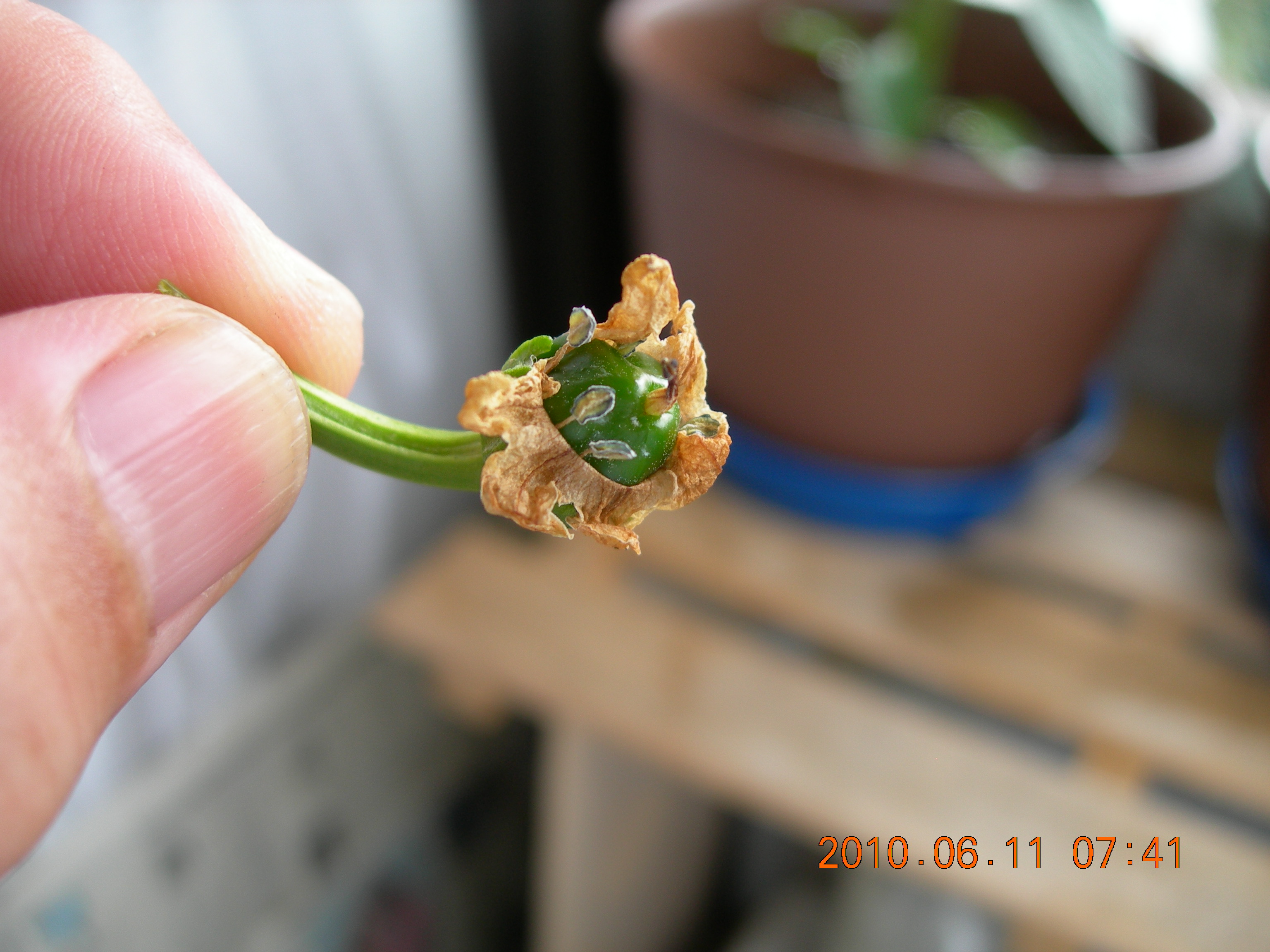 ベランダ菜園 ビギナーズ ピーマンの一番花を摘みました