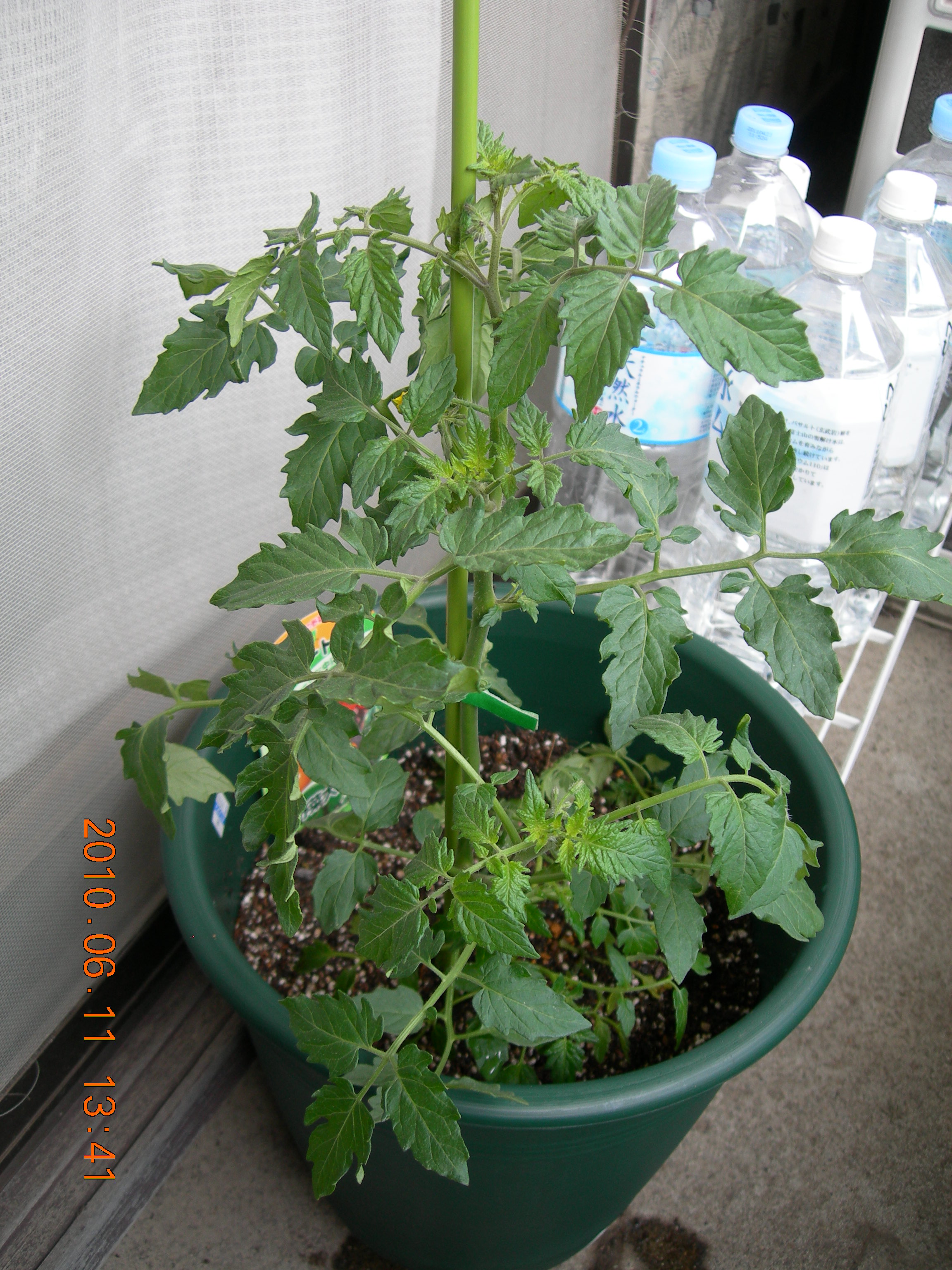 ベランダ菜園 ビギナーズ ピーマンの一番花を摘みました